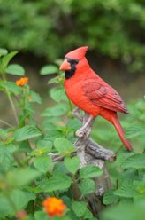 Hi-Line Gift 8.25-in Cardinal On Branch Outdoor Decor