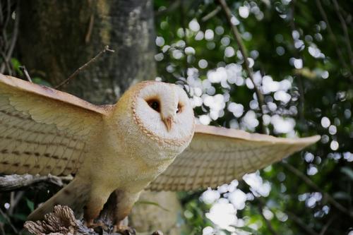 Show full view: Hi-Line Gift 9.06-in Barn Owl Flying Statue Outdoor Decor slide 6 of 8