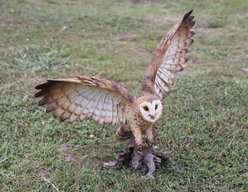Hi-Line Gift 17.52-in Barn Owl On Stump with Open Wings Outdoor Decor