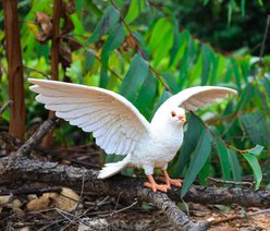Hi-Line Gift 9.25-in White Pigeon Spreads Wings Outdoor Decor