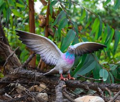 Hi-Line Gift 9.25-in Grey Pigeon with Coloured Neck Statue Outdoor Decor slide 1 of 7