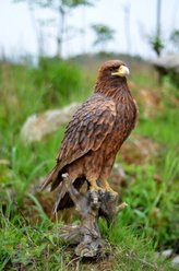 Hi-Line Gift 26.75-in Golden Eagle Outdoor Decor