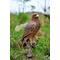 Show in main carousel: Hi-Line Gift 26.75-in Golden Eagle Outdoor Decor slide 1 of 6
