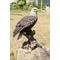 Show in main carousel: Hi-Line Gift 17.5-in Bald Eagle On Stump with Wings Out Statue Outdoor Decor slide 1 of 8