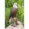 Show in main carousel: Hi-Line Gift 15.5-in Bald Eagle On Stump Statue Outdoor Decor slide 1 of 6