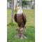 Show in main carousel: Hi-Line Gift 26.8-in Bald Eagle On Stump Statue Outdoor Decor slide 1 of 6