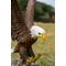 Show in main carousel: Hi-Line Gift 11.94-in Flying Eagle Statue Outdoor Decor slide 7 of 10