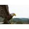 Show in main carousel: Hi-Line Gift 24.41-in Flying Eagle Statue Outdoor Decor slide 8 of 10