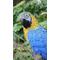Show in main carousel: Hi-Line Gift 15.24-in Blue & Yellow Parrot On Branch Statue Outdoor Decor slide 6 of 9