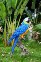 Hi-Line Gift 28.25-in Blue & Yellow Macaw Statue Outdoor Decor