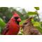Show in main carousel: Hi-Line Gift 6.1-in Cardinal Couple On Stump Garden Statue Outdoor Decor slide 6 of 7