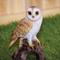Show in main carousel: Hi-Line Gift 7.25-in Barn Owl On Stump Outdoor Decor slide 1 of 7
