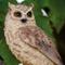 Show in main carousel: Hi-Line Gift 6.75-in Screech Owl On Stump Outdoor Decor slide 6 of 8