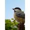 Show in main carousel: Hi-Line Gift 5.43-in Chickadee Peeking On Stump Garden Statue Outdoor Decor slide 6 of 7
