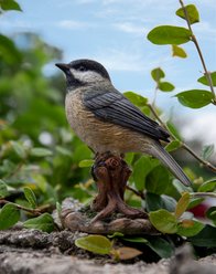 Hi-Line Gift 5.43-in Chickadee Peeking On Stump Garden Statue Outdoor Decor