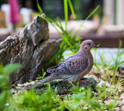 Hi-Line Gift 3.35-in Mourning Dove On Grass Garden Statue Outdoor Decor
