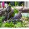 Show in main carousel: Hi-Line Gift 3.35-in Mourning Dove On Grass Garden Statue Outdoor Decor slide 1 of 7