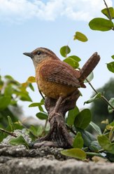 Hi-Line Gift 4.92-in Carolina Wren On Stump Garden Statue Outdoor Decor