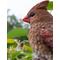 Show in main carousel: Hi-Line Gift 5.98-in Female Cardinal Resting On Stump Garden Statue Outdoor Decor slide 6 of 7