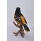 Show in main carousel: Hi-Line Gift 7-in Oriole On Branch Statue Outdoor Decor slide 5 of 8