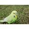 Show in main carousel: Hi-Line Gift 5.24-in Green Budgerigar with Iron Foot Statue Outdoor Decor slide 7 of 8
