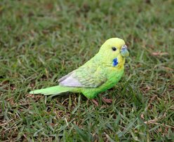 Hi-Line Gift 5.24-in Green Budgerigar with Iron Foot Statue Outdoor Decor