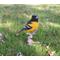 Show in main carousel: Hi-Line Gift 7-in Oriole On Branch Statue Outdoor Decor slide 1 of 8
