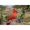 Show in main carousel: Hi-Line Gift 6.69-in Motion Activated Singing Cardinal Standing On Stump Outdoor Decor slide 6 of 8