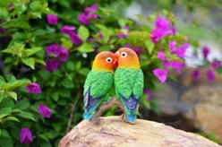 Hi-Line Gift 5.25-in Lovebird Parrots On Branch Outdoor Decor