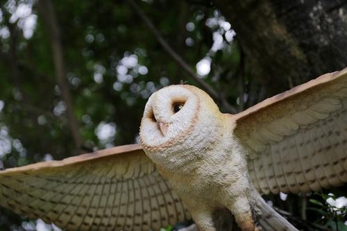 Show full view: Hi-Line Gift 9.06-in Barn Owl Flying Statue Outdoor Decor slide 7 of 8