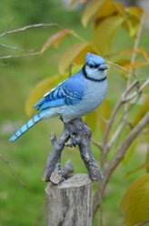 Hi-Line Gift 9.75-in Blue Jay On Branch Outdoor Decor