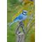 Show in main carousel: Hi-Line Gift 9.75-in Blue Jay On Branch Outdoor Decor slide 1 of 6