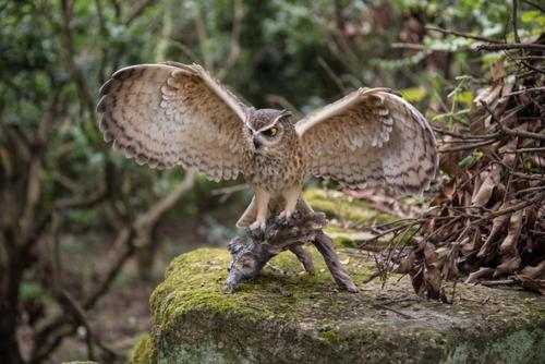 Show full view: Hi-Line Gift 13-in Eagle Owl On Branch with Wings Out Outdoor Decor slide 6 of 7