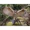 Show in main carousel: Hi-Line Gift 13-in Eagle Owl On Branch with Wings Out Outdoor Decor slide 1 of 7