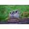 Show in main carousel: Hi-Line Gift 6.3-in Mother & Baby Owl Welcome Sign Outdoor Decor slide 1 of 8