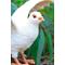 Show in main carousel: Hi-Line Gift 9.25-in White Pigeon Spreads Wings Outdoor Decor slide 6 of 7