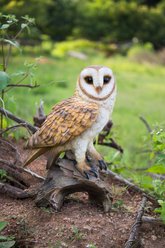 Hi-Line Gift 14-in Barn Owl On Branch Statue Outdoor Decor