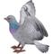 Show in main carousel: Hi-Line Gift 9.25-in Grey Pigeon with Coloured Neck Statue Outdoor Decor slide 3 of 7