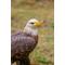 Show in main carousel: Hi-Line Gift 8.27-in Motion Activated Singing Eagle Outdoor Decor slide 7 of 9