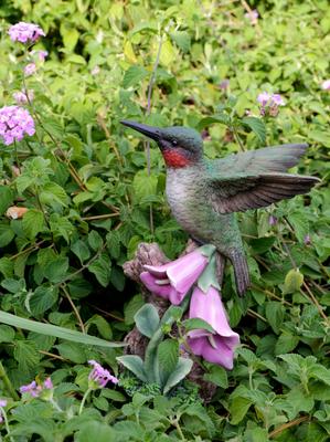 Show full view: Hi-Line Gift 5.91-in Motion Activated Singing Hummingbird On Foxglove Outdoor Decor slide 8 of 9