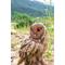Show in main carousel: Hi-Line Gift 13-in Driftwood Barn Owl On Stump Statue Outdoor Decor slide 9 of 9