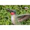 Show in main carousel: Hi-Line Gift 5.91-in Motion Activated Singing Hummingbird On Foxglove Outdoor Decor slide 5 of 9