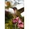 Show in main carousel: Hi-Line Gift 5.91-in Motion Activated Singing Hummingbird On Foxglove Outdoor Decor slide 7 of 9