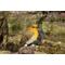 Show in main carousel: Hi-Line Gift 5.31-in Motion Activated Singing Robin On Stump Outdoor Decor slide 6 of 9