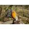 Show in main carousel: Hi-Line Gift 5.31-in Motion Activated Singing Robin On Stump Outdoor Decor slide 7 of 9