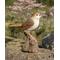 Show in main carousel: Hi-Line Gift 6.38-in Motion Activated Singing Nightingale Standing On Stump Outdoor Decor slide 7 of 9