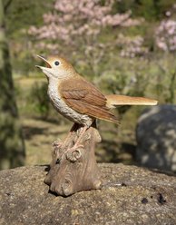 Hi-Line Gift 6.38-in Motion Activated Singing Nightingale Standing On Stump Outdoor Decor