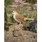 Show in main carousel: Hi-Line Gift 6.38-in Motion Activated Singing Nightingale Standing On Stump Outdoor Decor slide 1 of 9