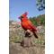 Show in main carousel: Hi-Line Gift 6.69-in Motion Activated Singing Cardinal Standing On Stump Outdoor Decor slide 1 of 8