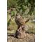 Show in main carousel: Hi-Line Gift 5.31-in Motion Activated Singing Troglodyte Standing On Stump Outdoor Decor slide 6 of 9